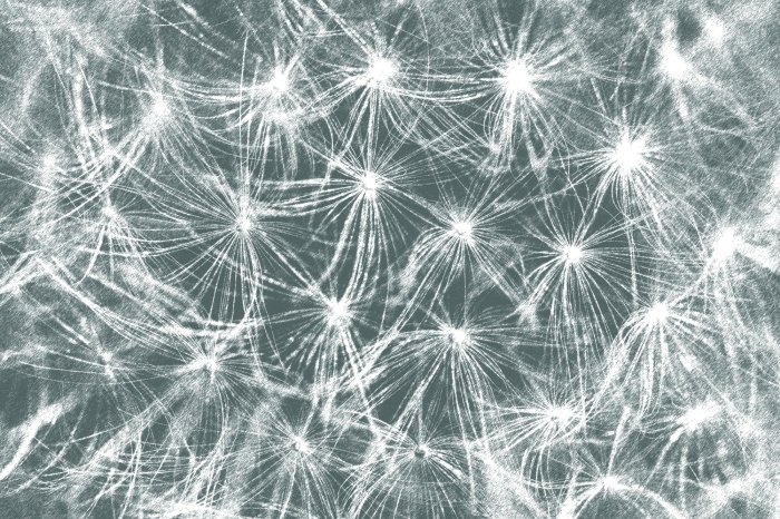 Fotobehang Subtiele paardenbloemen op een grijze achtergrond