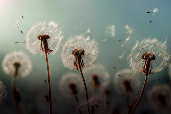 Fotobehang Een zomerweide vol paardenbloemen