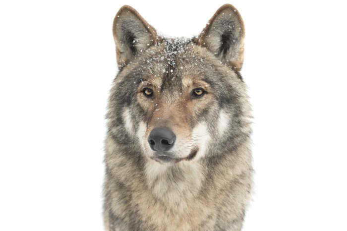 Fotobehang Portret van een wilde wolf in een sneeuwachtige aura