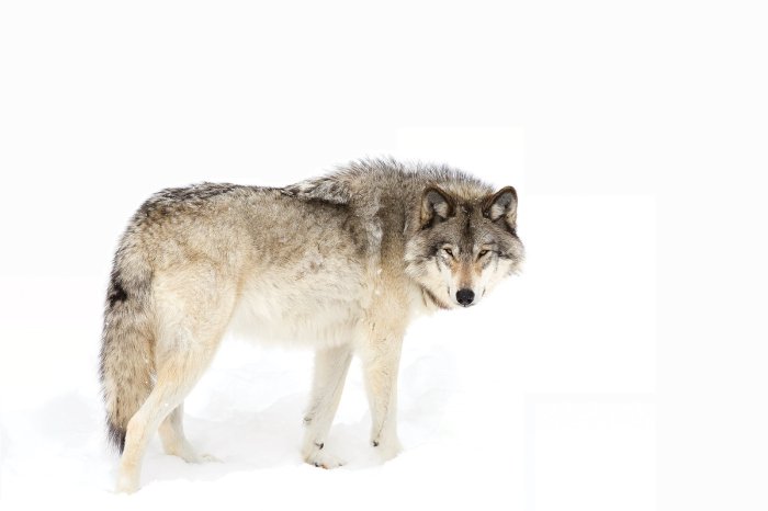 Fotobehang Een roofdier staat op witte sneeuw