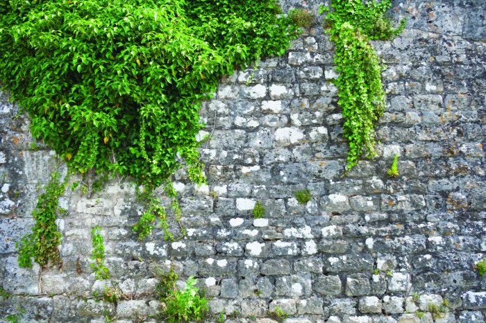 Fotobehang Groene klimop op een stenen muur