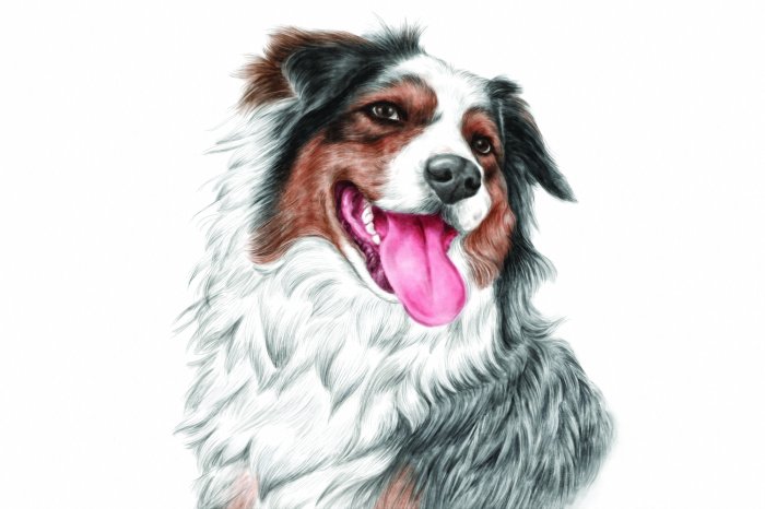 Fotobehang Portret van een lachende herdershond