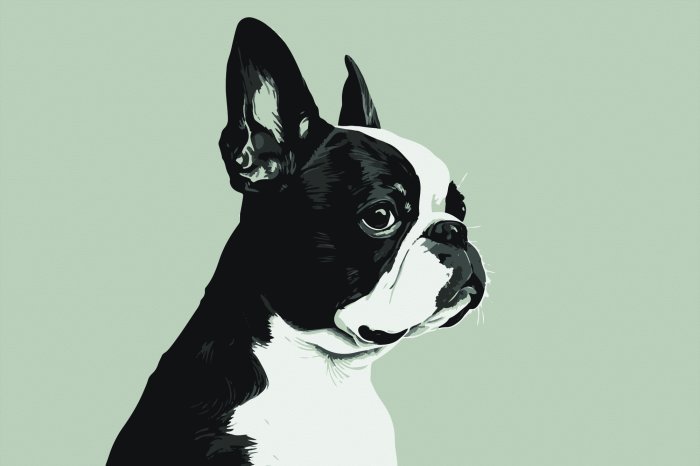 Fotobehang Franse bulldog portret