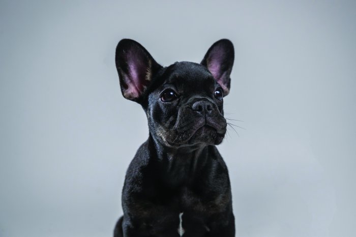 Fotobehang Franse Bulldog pup