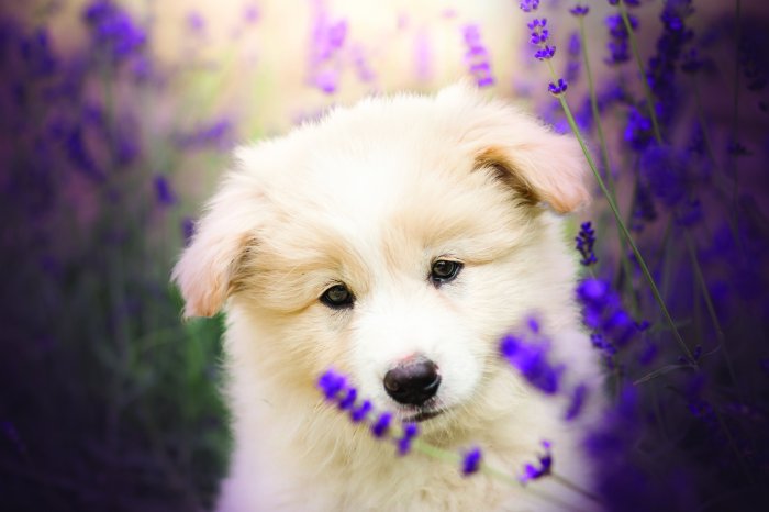 Fotobehang Een klein hondje voor een bloeiend veld