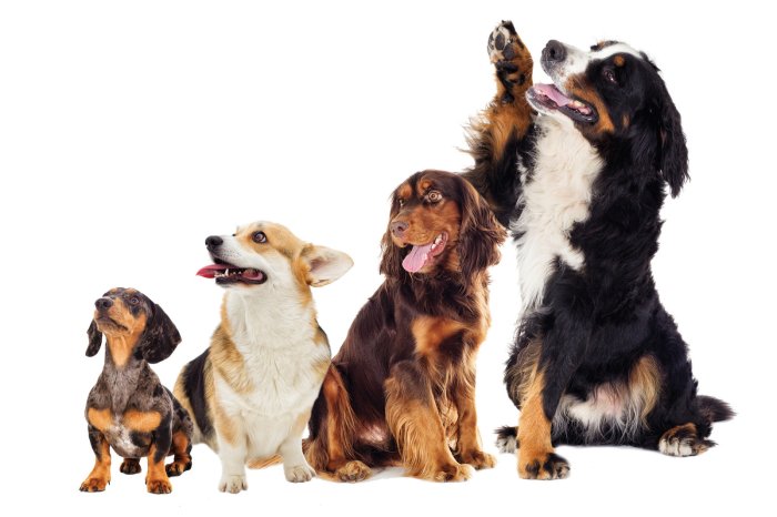 Fotobehang Vrolijke honden in een fotografische compositie