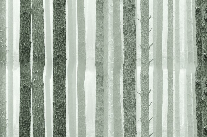 Fotobehang Boomstammen in een Noors bos