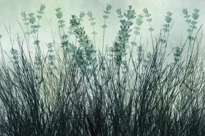 Fotobehang Lavendelgras en bloemen