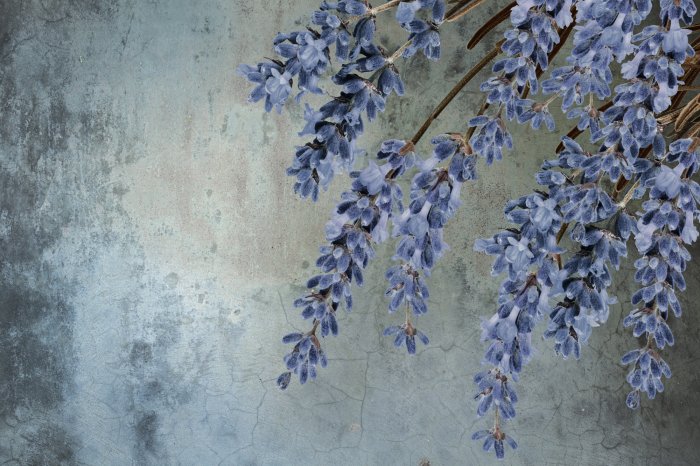 Fotobehang Lavendelbloemen op een oude achtergrond