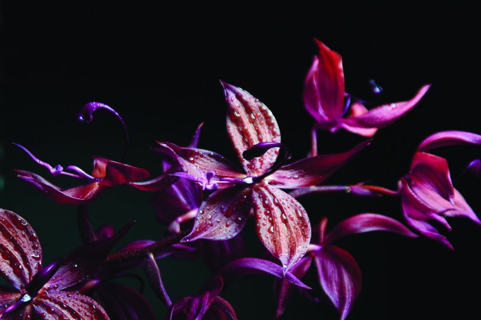 Fotobehang Orchidee in roze en paarse tinten