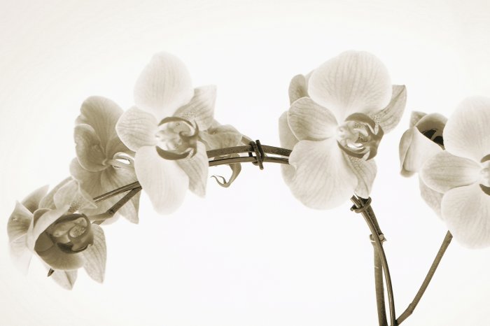 Fotobehang Sepia-getinte orchideeën