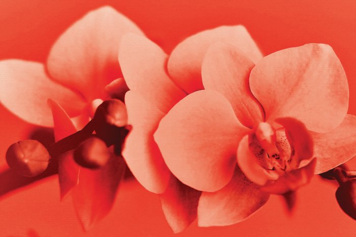 Fotobehang Rode orchideeënbloem in warme tinten