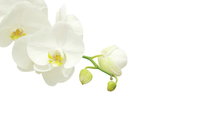 Fotobehang Een delicate witte orchidee op een tak