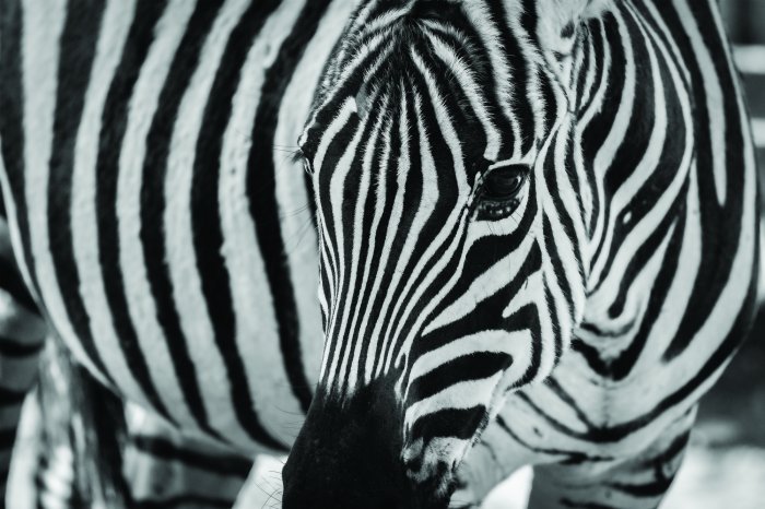 Fotobehang Zwart-witte Afrikaanse zebra van dichtbij