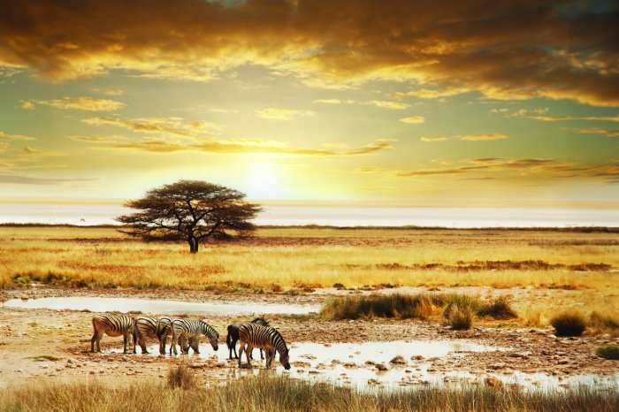 Fotobehang Afrikaans landschap met zebra&#39;s