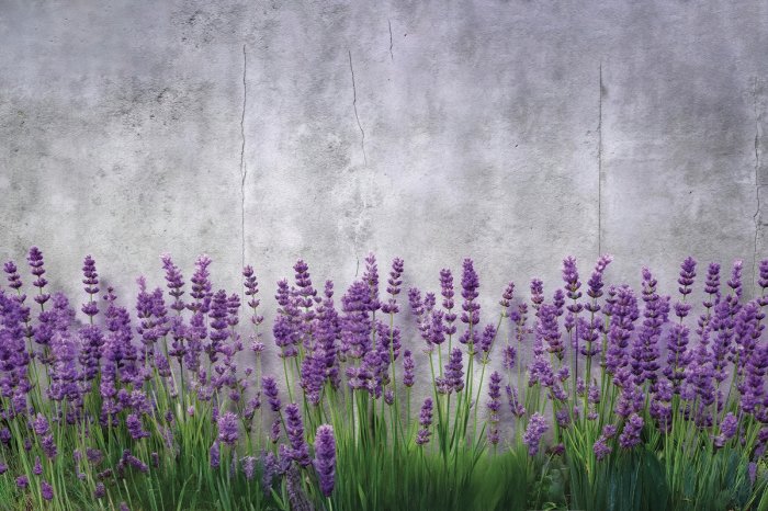 Fotobehang Bloeiende lavendel op een betonnen achtergrond