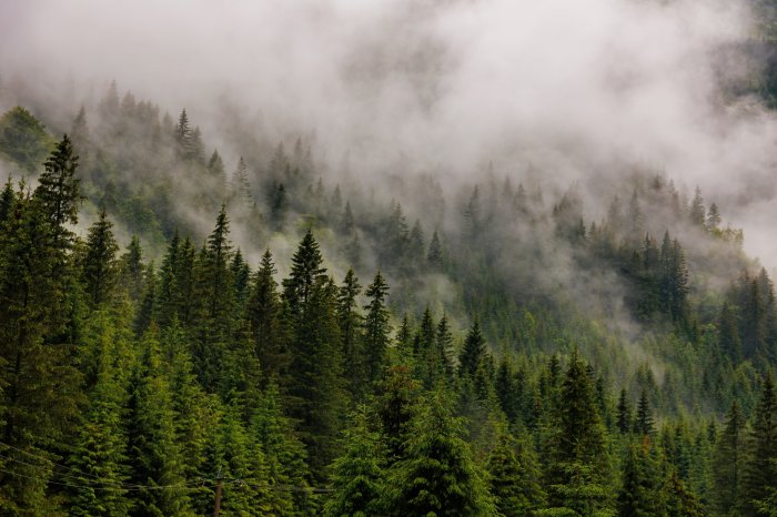 Fotobehang Groene bomen in de mist op het heuvellandschap