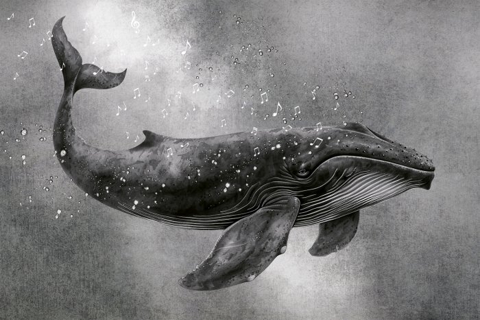 Fotobehang Walviszang, vissen in het water en muzieknoten