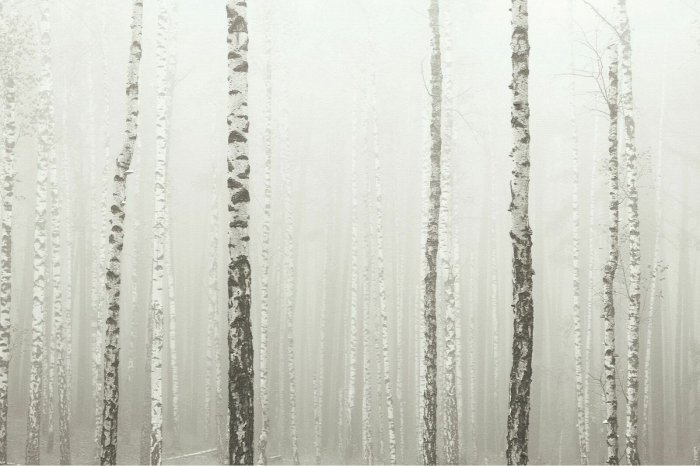 Fotobehang Een berkenbos gehuld in mist