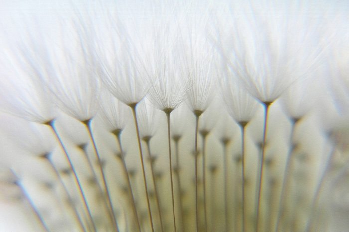 Fotobehang Close-up van het natuurlijke patroon van paardenbloemzaden