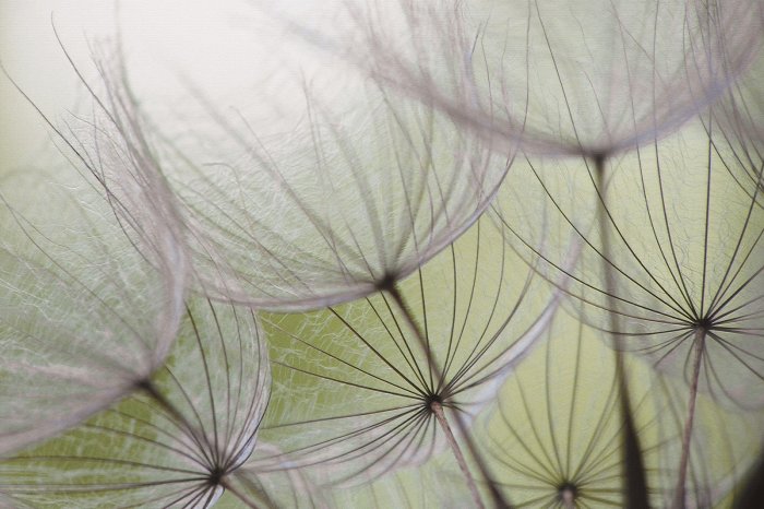 Fotobehang Close-up van paardenbloemzaden tegen een groene achtergrond