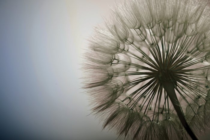 Fotobehang Close-up van een botanische foto van een paardenbloem