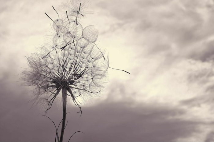 Fotobehang Een tere paardenbloem tegen een grijze, bewolkte lucht