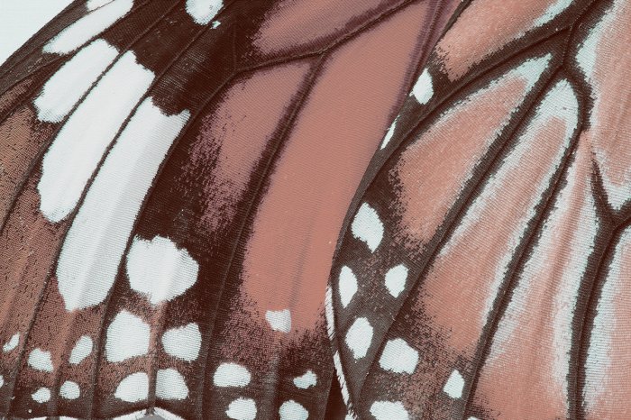 Fotobehang Makroaufnahme der Textur eines Schmetterlingsflügels, detailliertes Foto