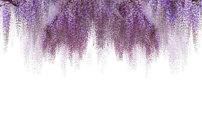 Fotobehang Delicate roze bloesems van hangende kersenbomen