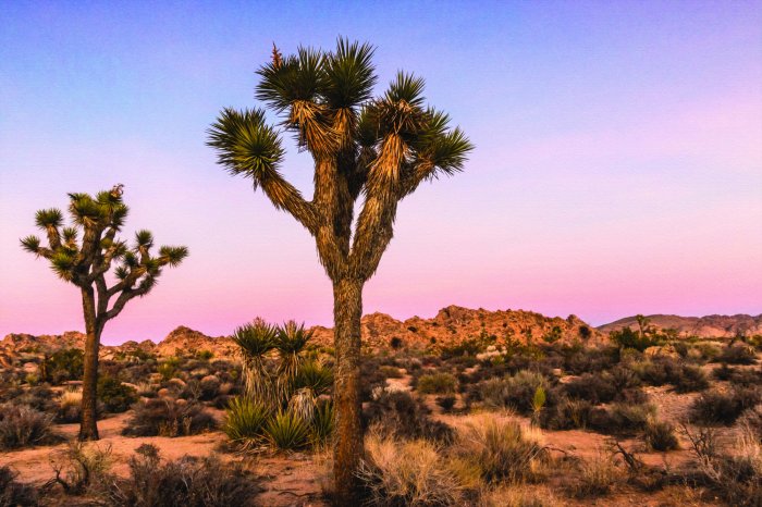 Fotobehang Woestijnbomen omgeven door droge vegetatie
