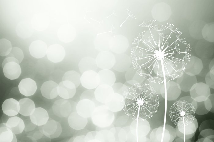 Fotobehang Subtiele paardenbloemen in zacht licht