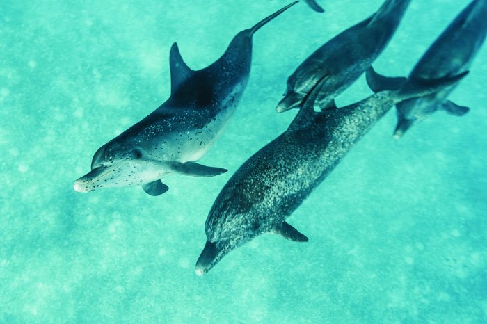 Fotobehang Dolfijnen zwemmen in de oceaanruimte