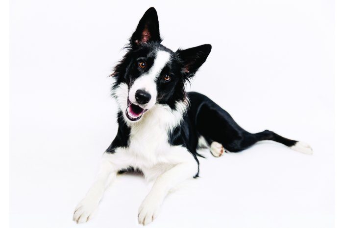 Fotobehang Border Collie in een realistische omgeving