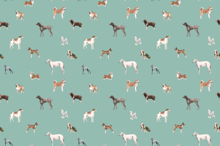 Fotobehang Verschillende honden in een decoratief arrangement