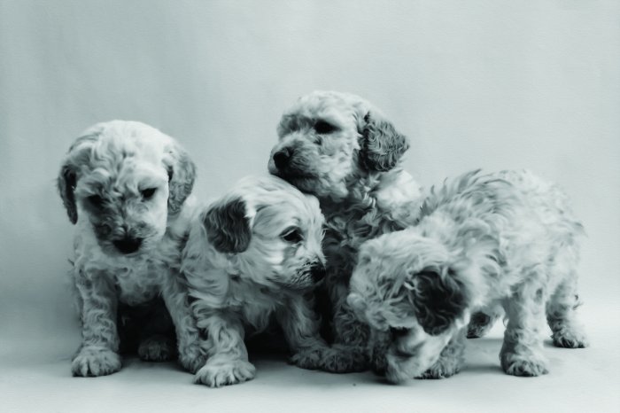 Fotobehang Miniatuurpoedelpuppy