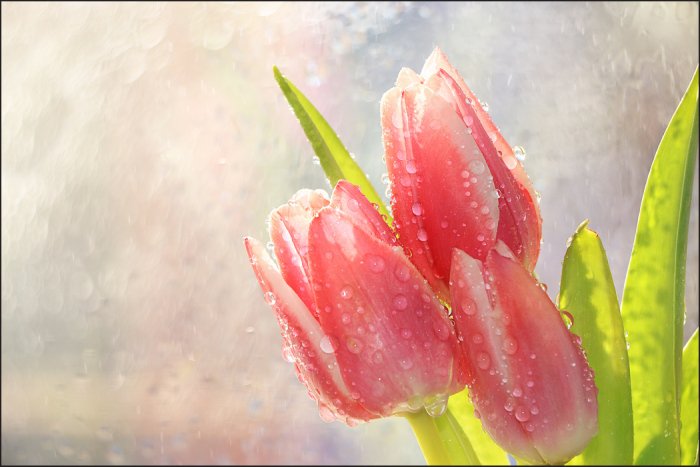 Fotobehang Frühlingstulpen