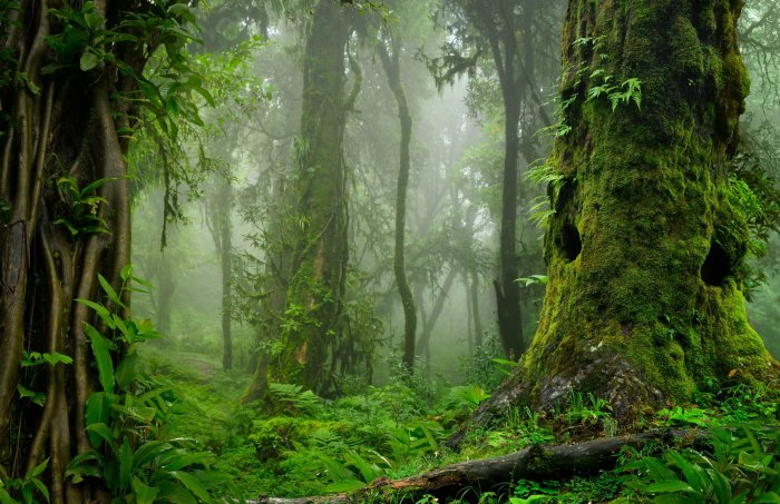 Fotobehang Groene bosbomen in de mist