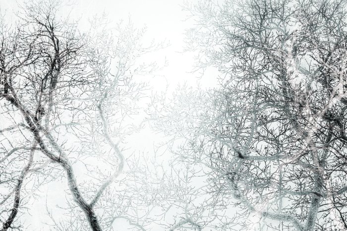 Fotobehang Zwart-wit bos met boomtakken