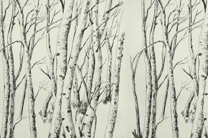 Fotobehang Schets van bomen in een berkenbos