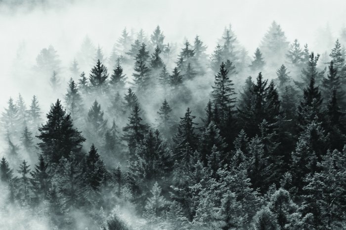 Fotobehang Naaldbos in dikke mist
