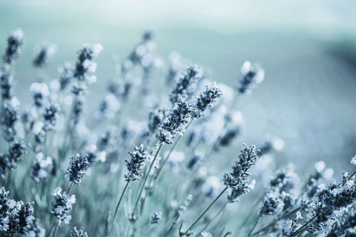 Fotobehang Lavendelbloemen in grijsachtige kleuren