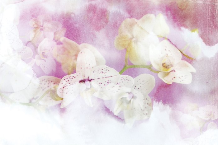 Fotobehang Geschilderde orchideeënbloemen in pasteltinten
