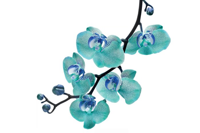 Fotobehang Een tak met een blauwe orchideebloem