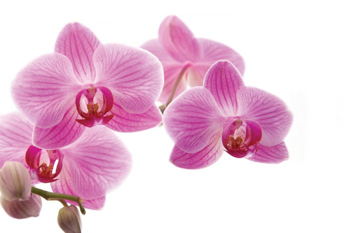Fotobehang Roze orchideebloem op een witte achtergrond