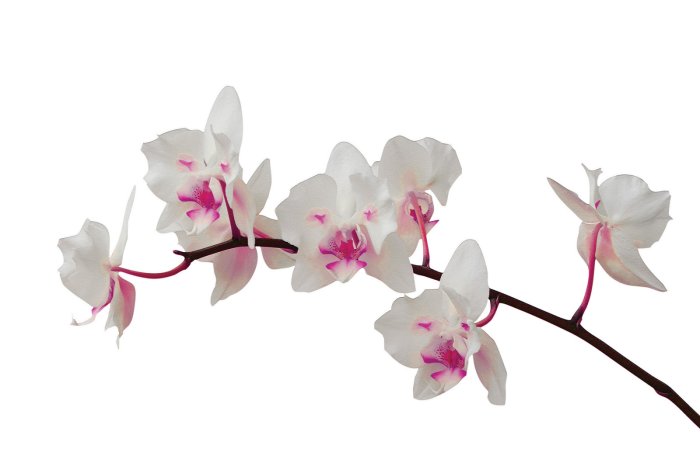 Fotobehang Een subtiele orchidee in tinten wit