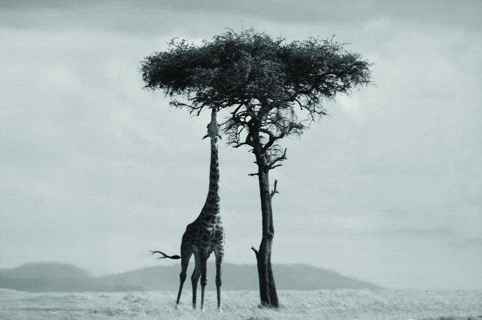 Fotobehang Een giraffe eet bladeren van een boom in Afrika