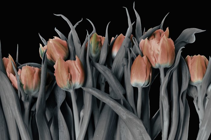 Fotobehang Omgekeerde kleuren van tulpen op een donkere achtergrond
