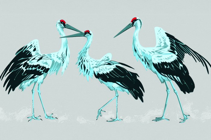 Fotobehang Vogels Japanse kraanvogels