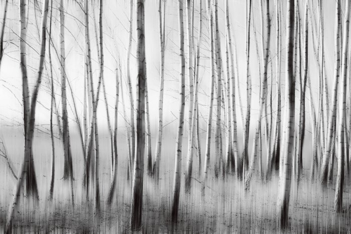 Fotobehang Artistiek berkenbos in monochrome kleuren