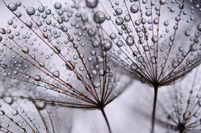 Fotobehang Paardenbloem close-up met dauwdruppels op de zaden